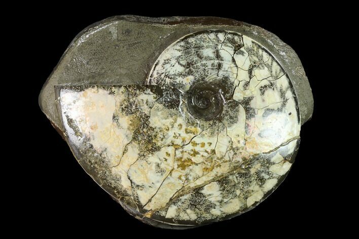 Fossil Ammonite (Planticeras) in Rock - South Dakota #143839